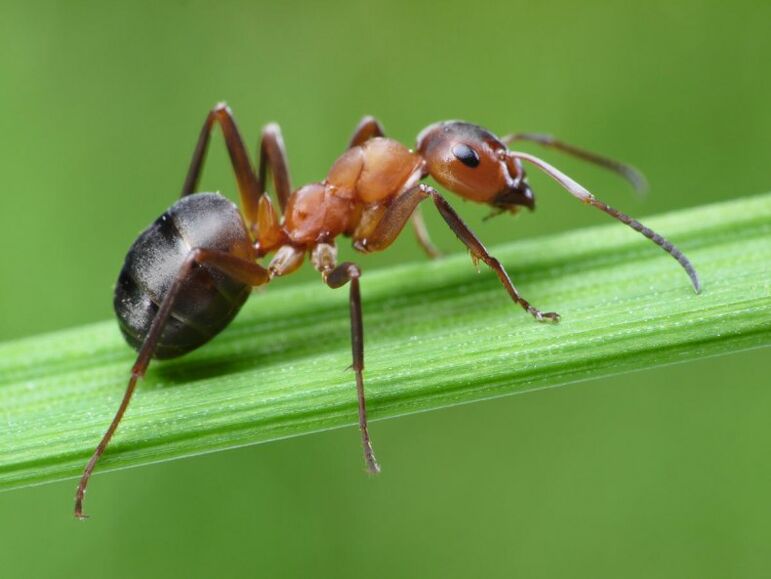 hormiga y tratamiento de la prostatitis