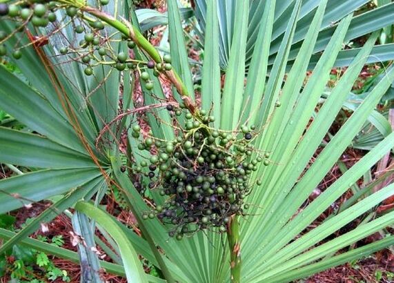 Sabal o gracia arrastrándose